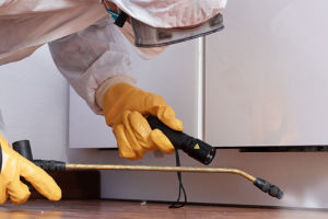 Messie Schädlingsbekämpfung Rodgau